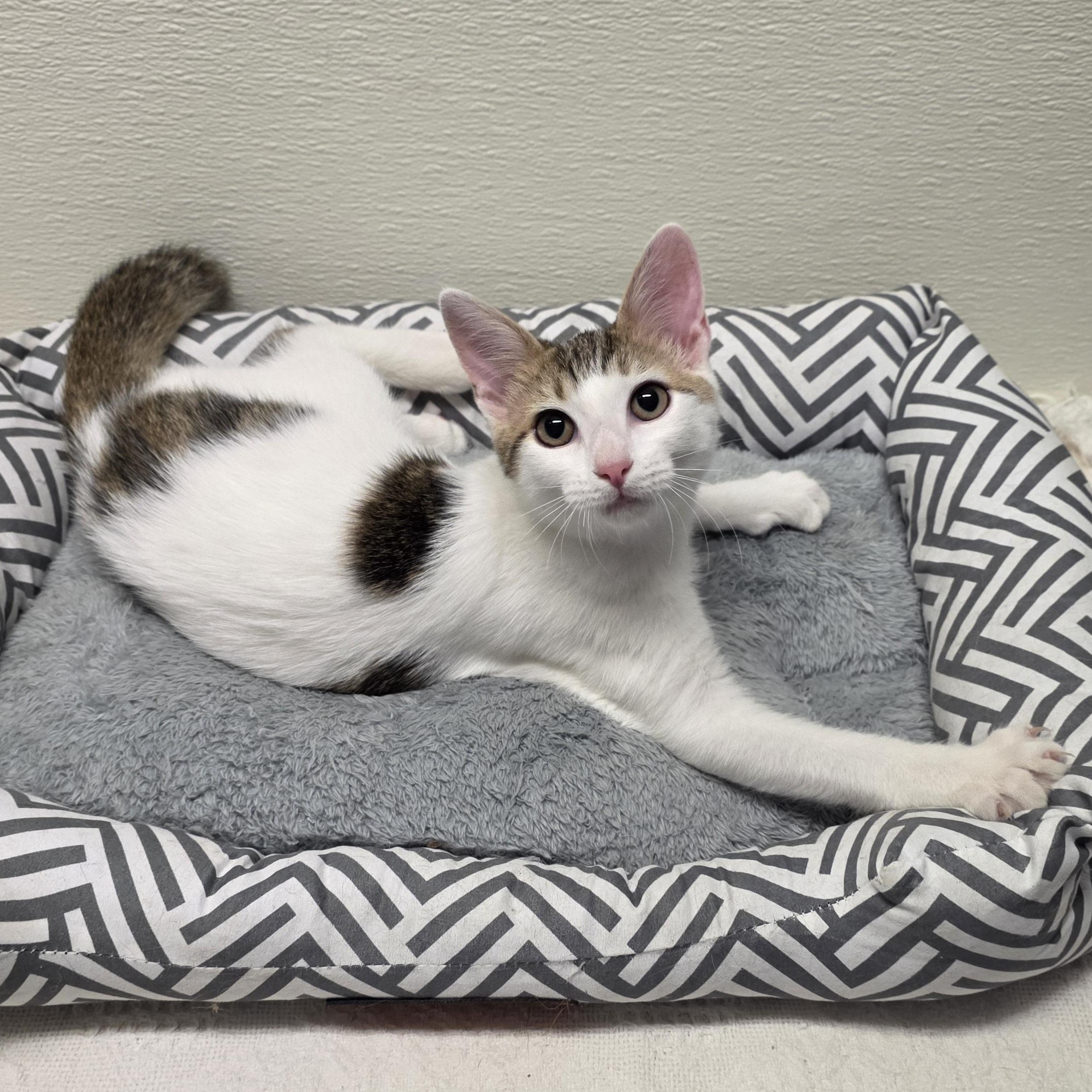 Enlarge Meowtini, a Adoptable mixed breed in Greensboro, NC image 3/6