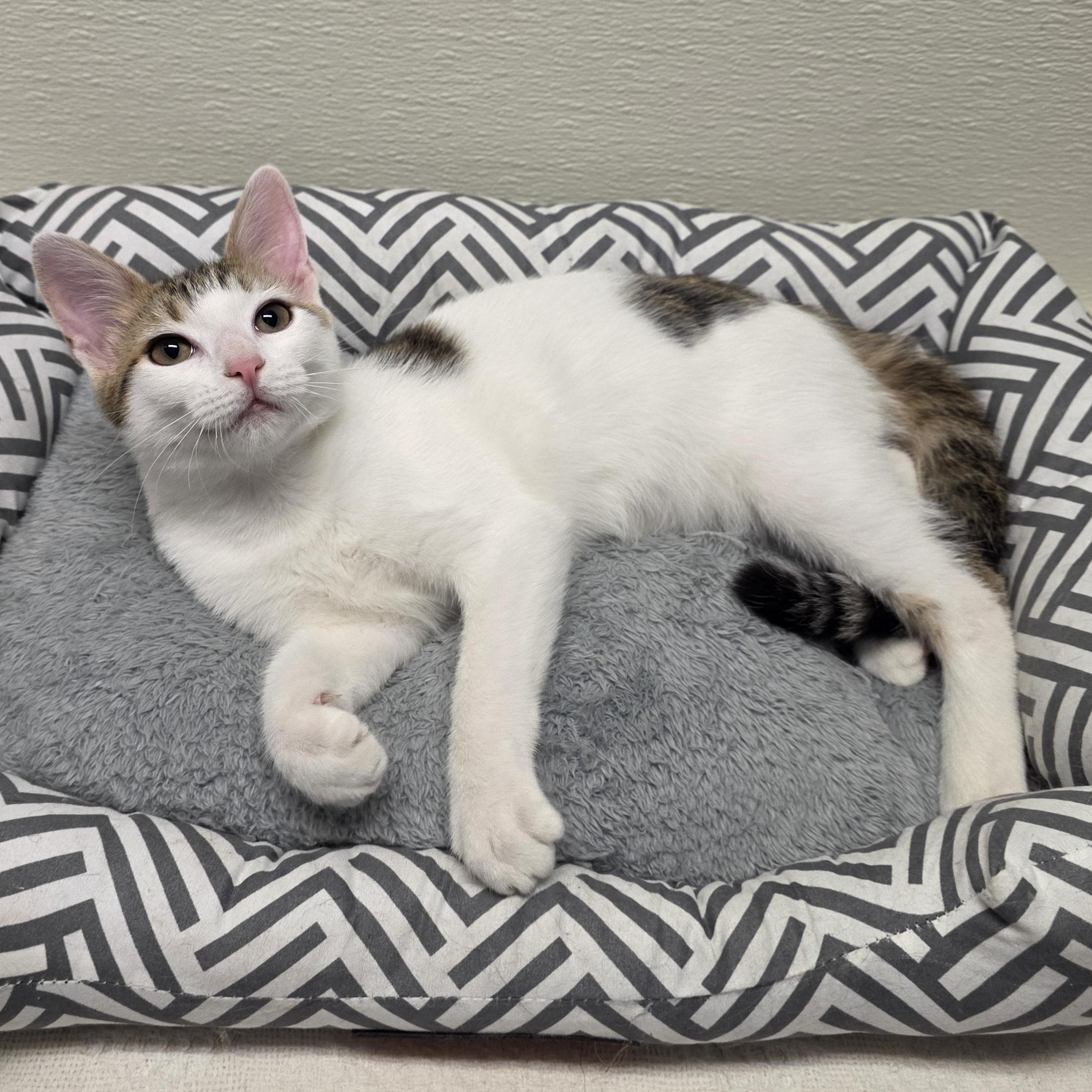 Enlarge Meowtini, a Adoptable mixed breed in Greensboro, NC image 2/6