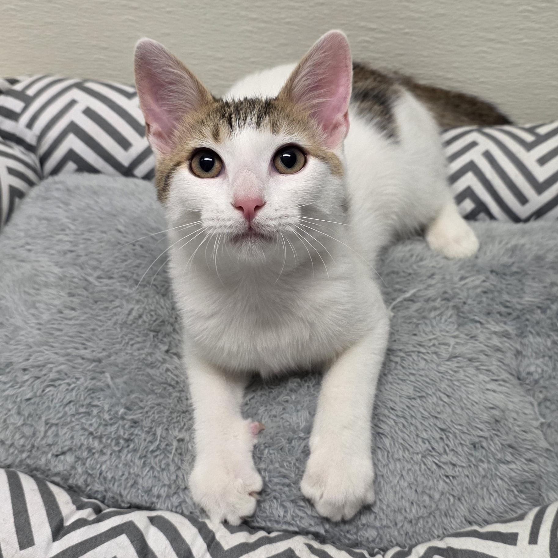 Enlarge Meowtini, a Adoptable mixed breed in Greensboro, NC image 1/6