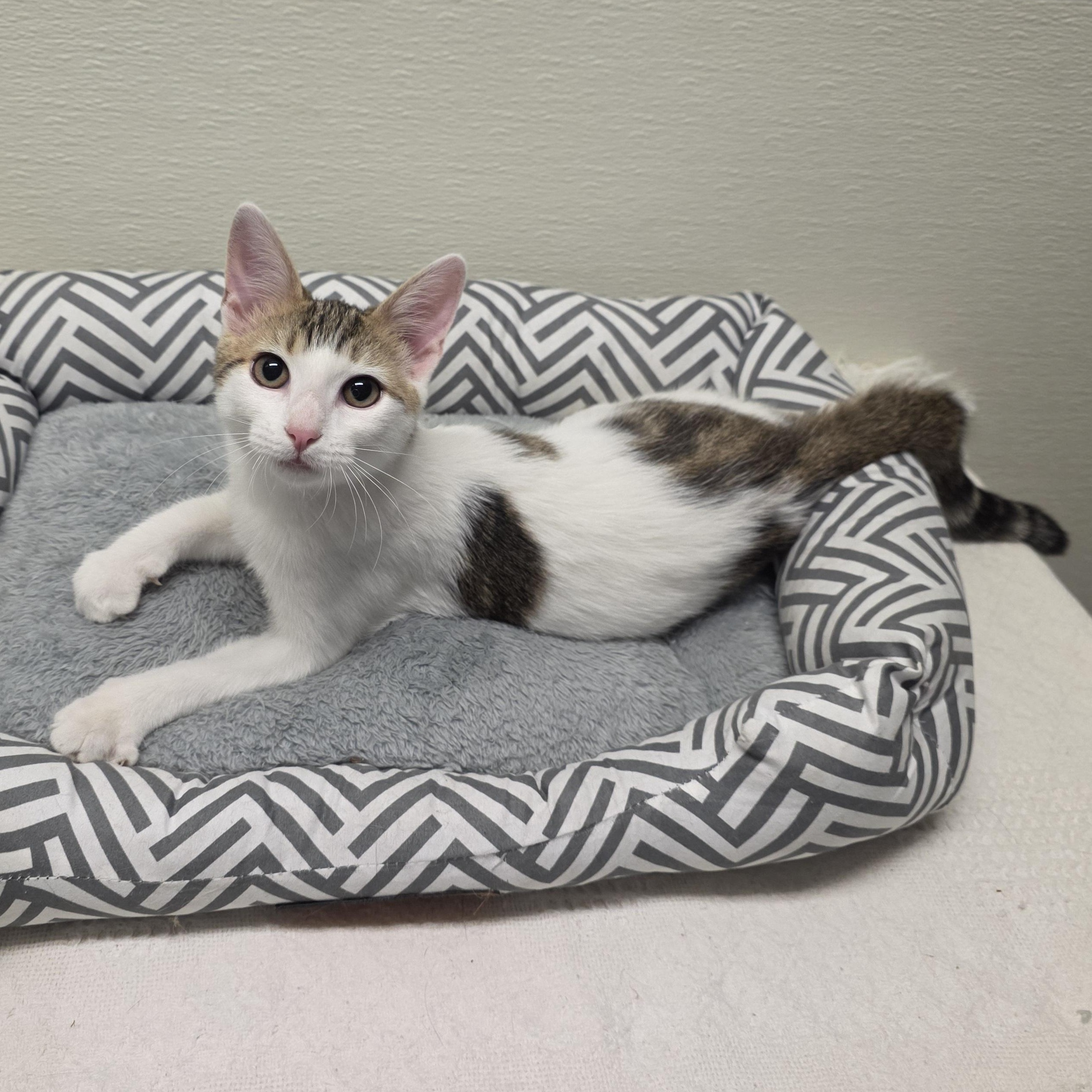 Enlarge Meowtini, a Adoptable mixed breed in Greensboro, NC image 4/6