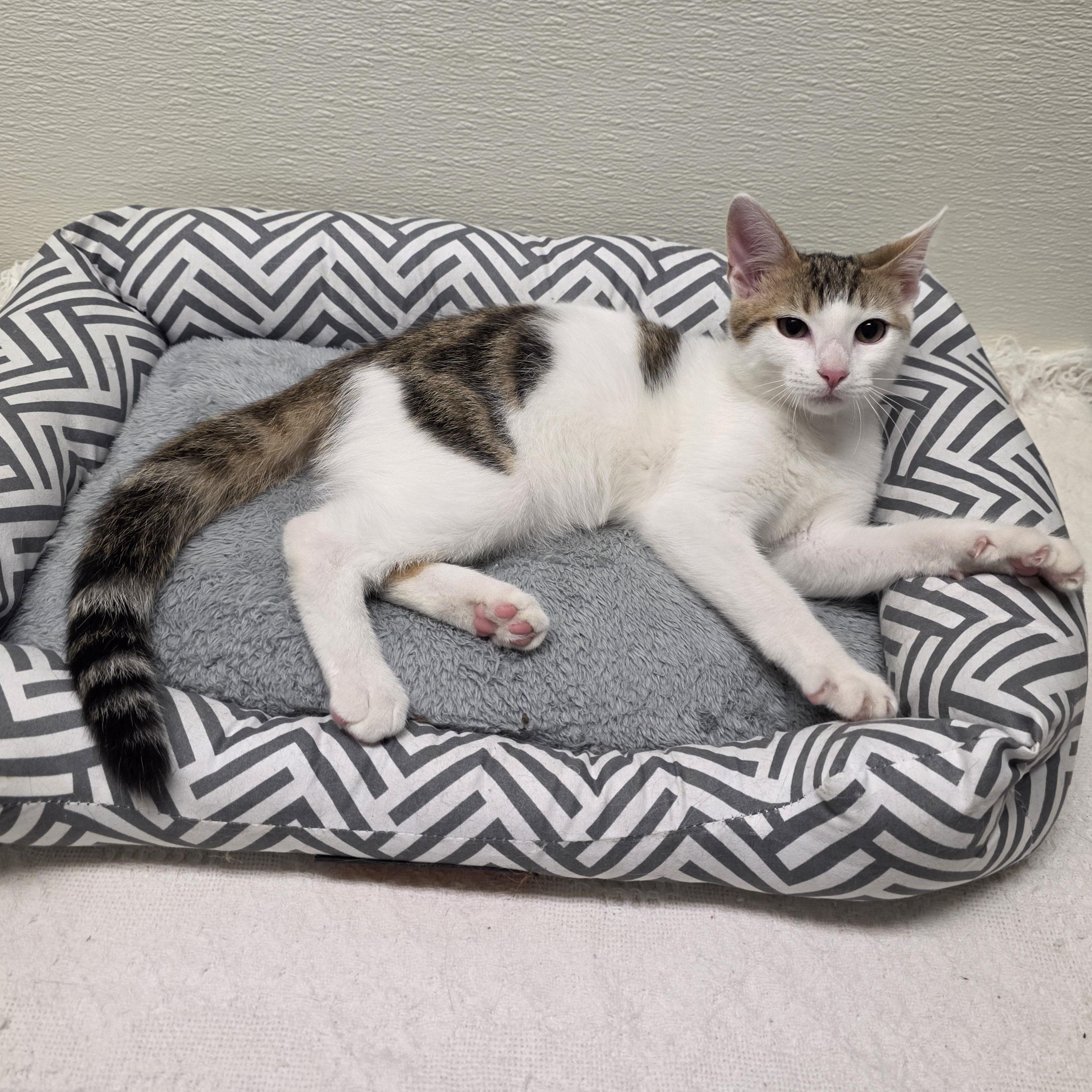 Enlarge Meowtini, a Adoptable mixed breed in Greensboro, NC image 5/6