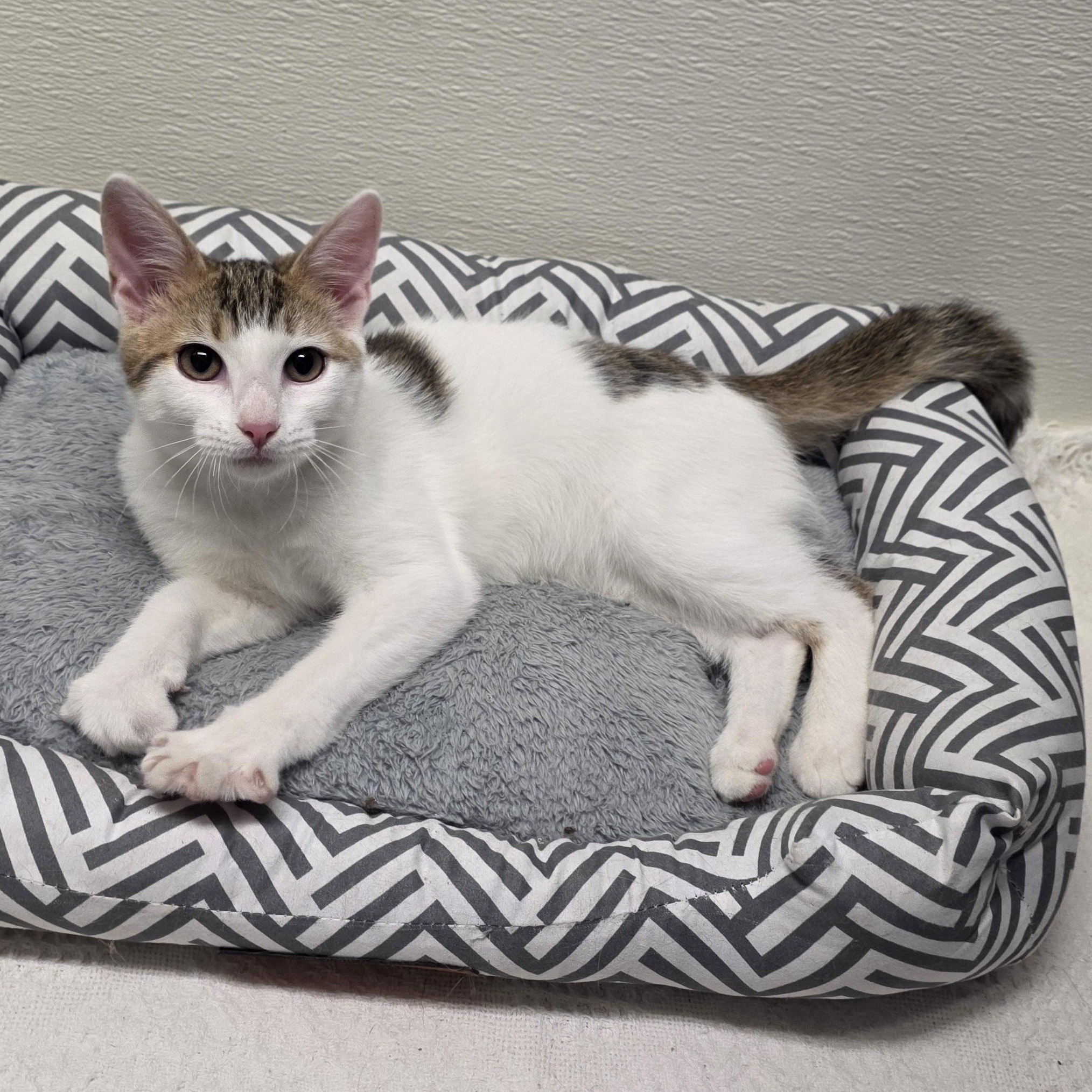 Enlarge Meowtini, a Adoptable mixed breed in Greensboro, NC image 6/6