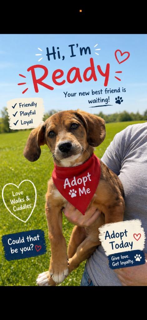 Enlarge patches, a Adoptable mixed breed in Centralia, IL image 1/2