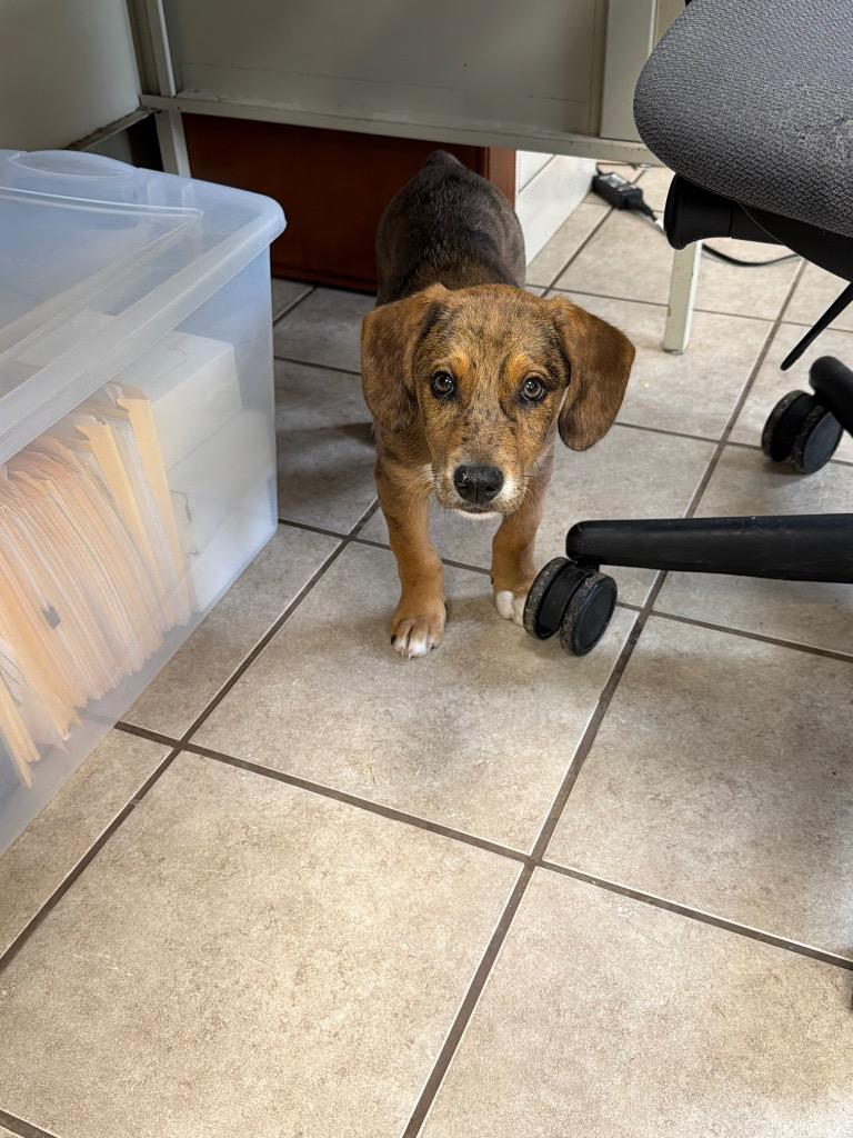 Enlarge patches, a Adoptable mixed breed in Centralia, IL image 2/2