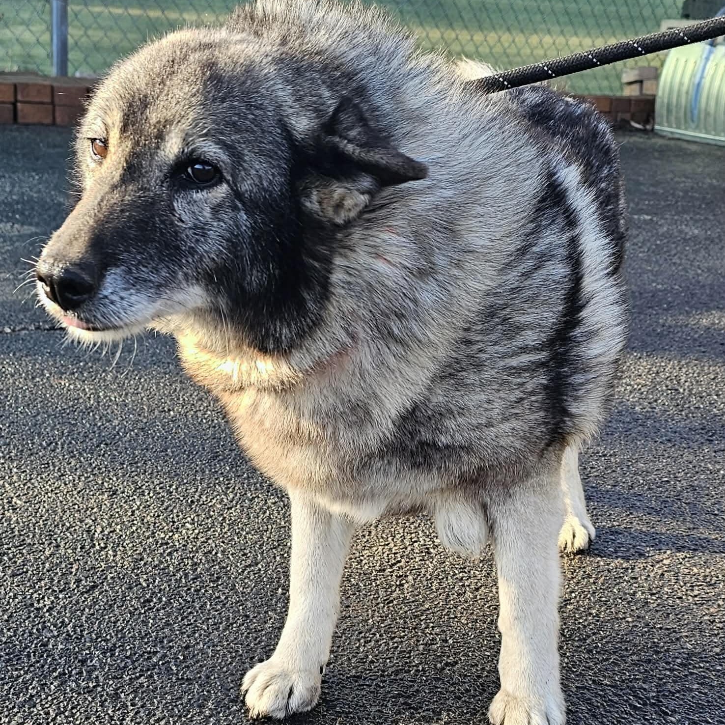 Luna , a ADOPTABLE mixed breed in Plainfield, IL image 2/5