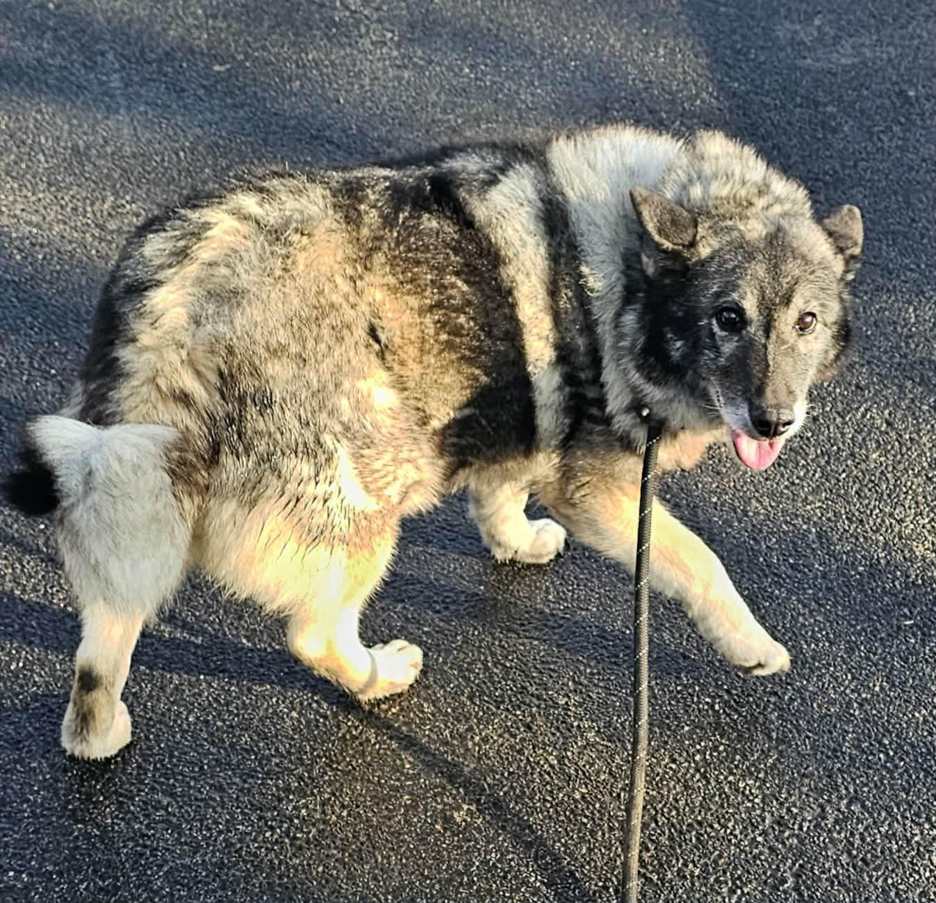 Luna , a ADOPTABLE mixed breed in Plainfield, IL image 4/5