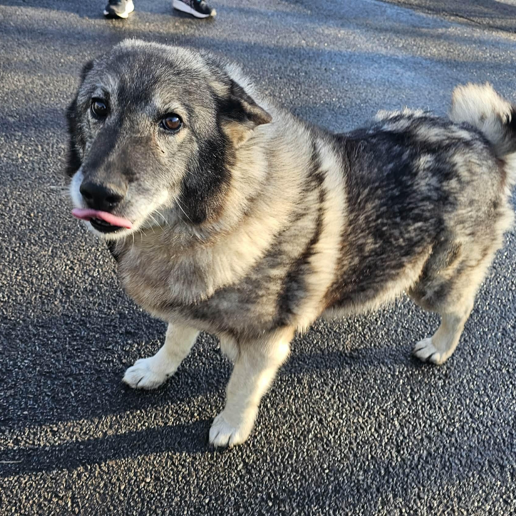 Luna , a ADOPTABLE mixed breed in Plainfield, IL image 3/5