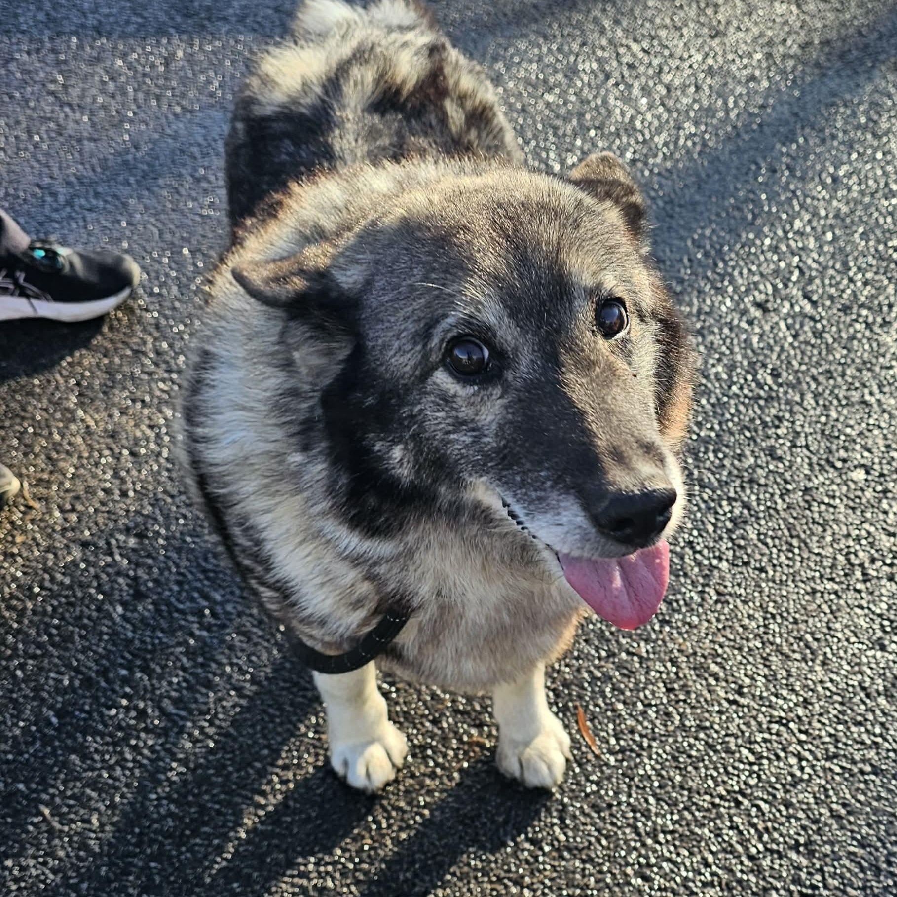 Luna , a ADOPTABLE mixed breed in Plainfield, IL image 1/5