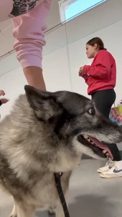 Enlarge Luna , a ADOPTABLE mixed breed in Plainfield, IL video 5/5