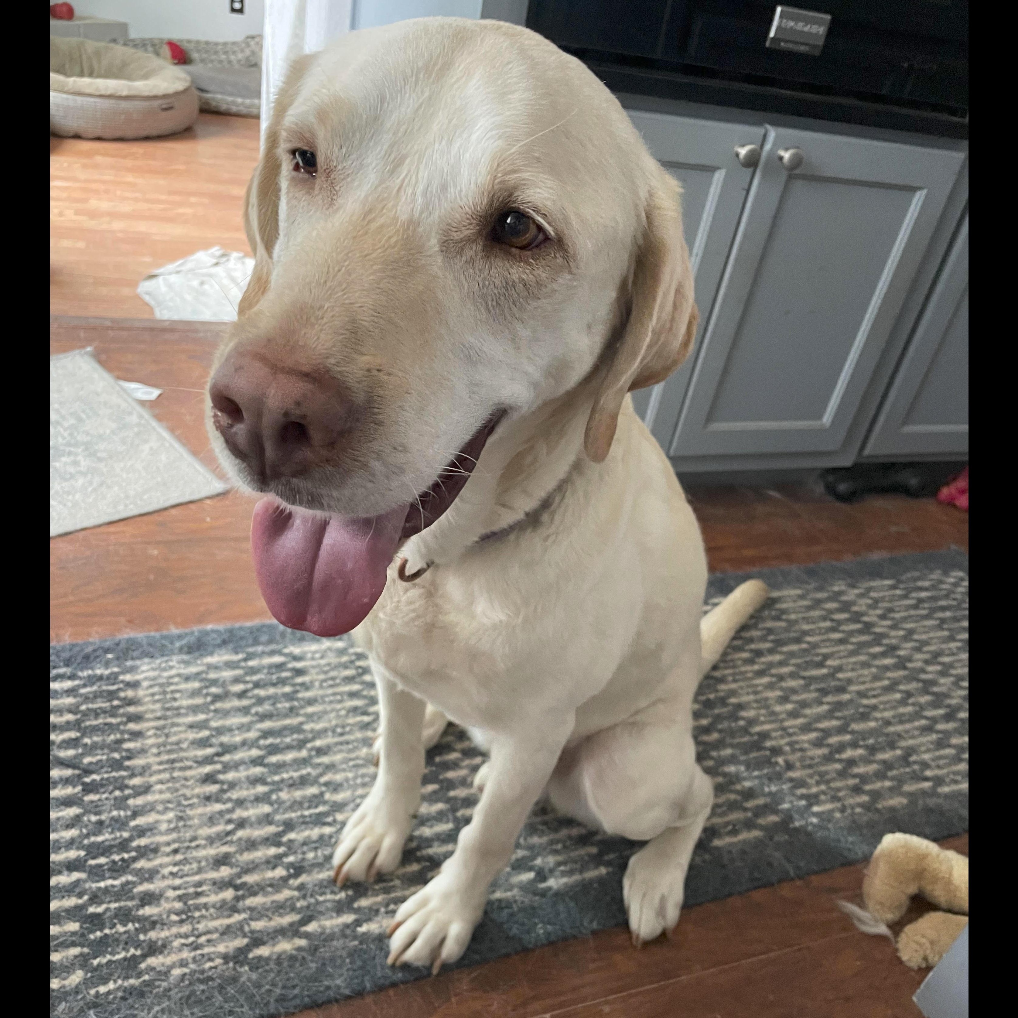 Scarecrow, a Adoptable Yellow Labrador Retriever in Denver, CO image 1/2