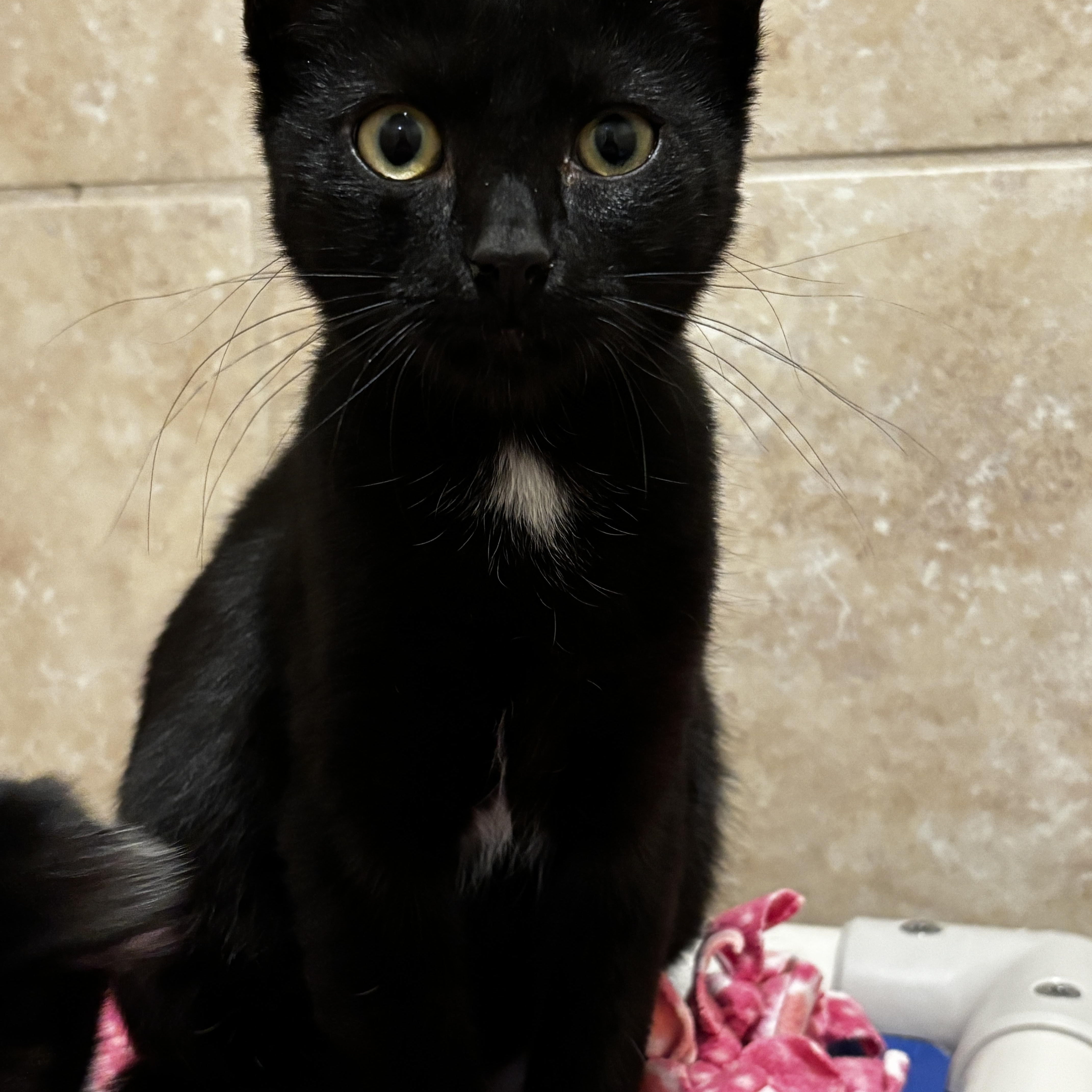 Enlarge Clint, an adopted Domestic Short Hair in Rochester, NY image 3/6