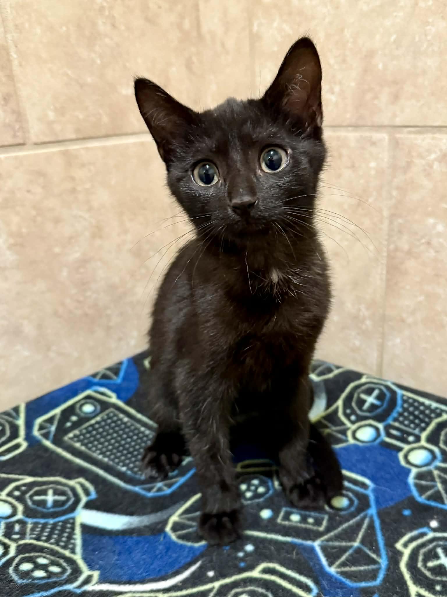 Enlarge Clint, an adopted Domestic Short Hair in Rochester, NY image 2/6