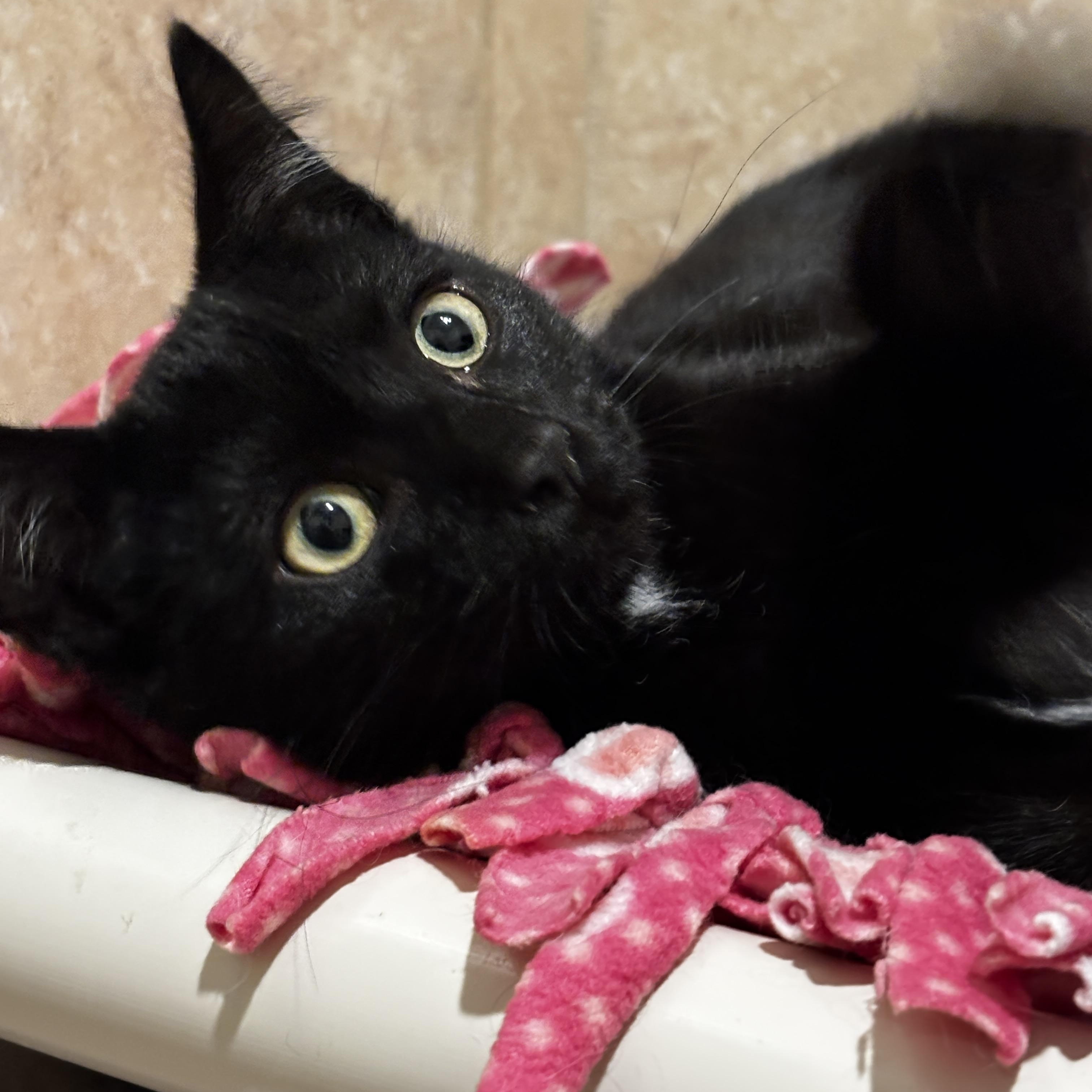 Enlarge Clint, an adopted Domestic Short Hair in Rochester, NY image 1/6