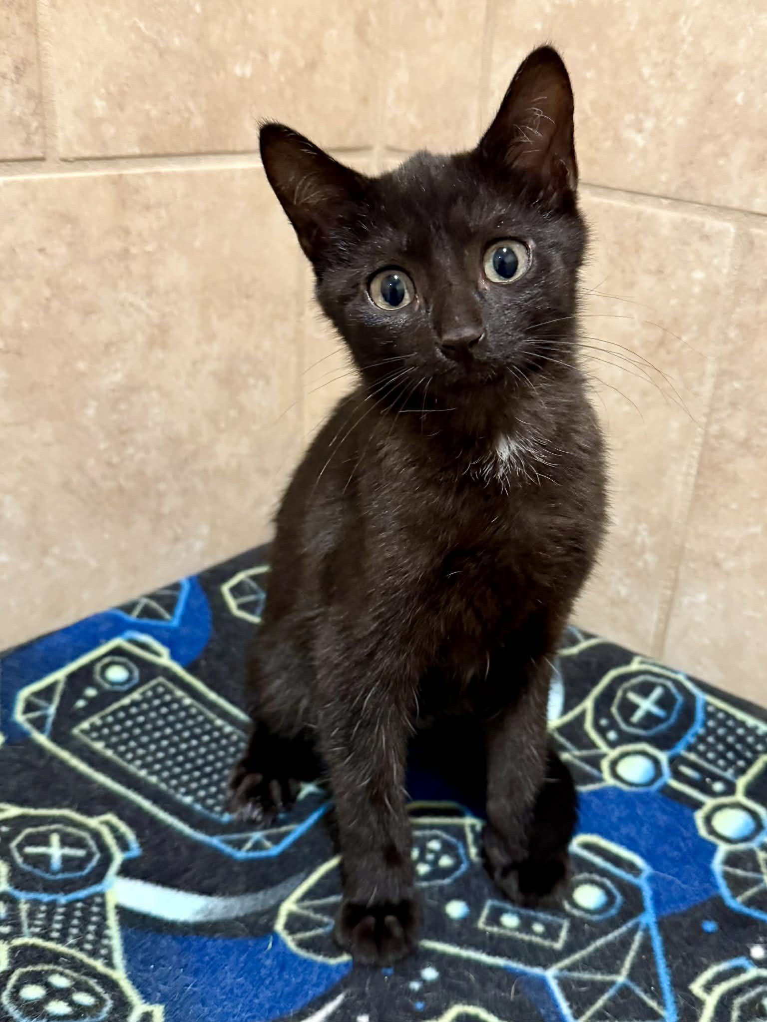 Enlarge Clint, an adopted Domestic Short Hair in Rochester, NY image 4/6