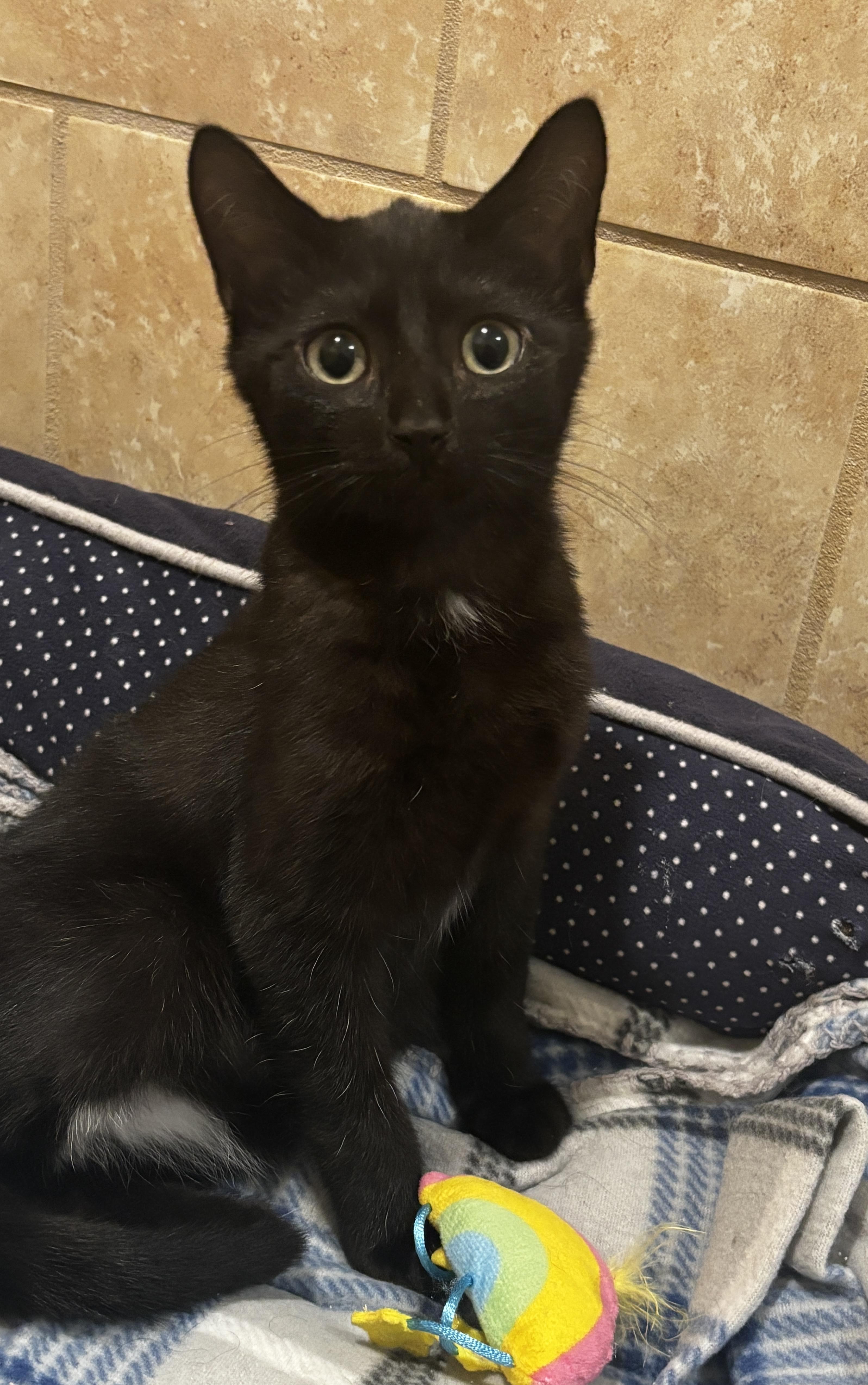 Enlarge Clint, an adopted Domestic Short Hair in Rochester, NY image 5/6