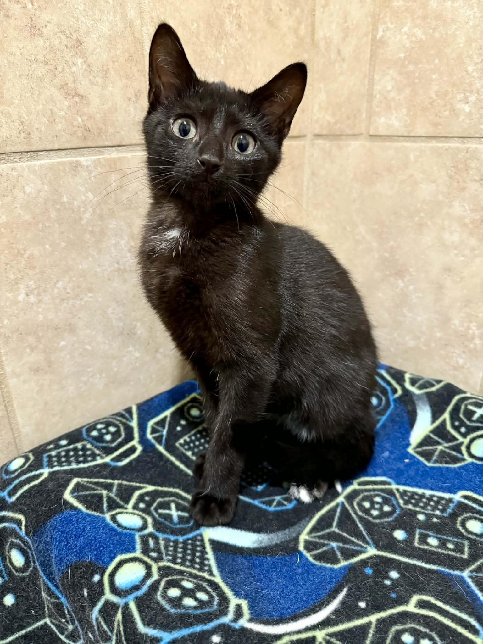 Enlarge Clint, an adopted Domestic Short Hair in Rochester, NY image 6/6