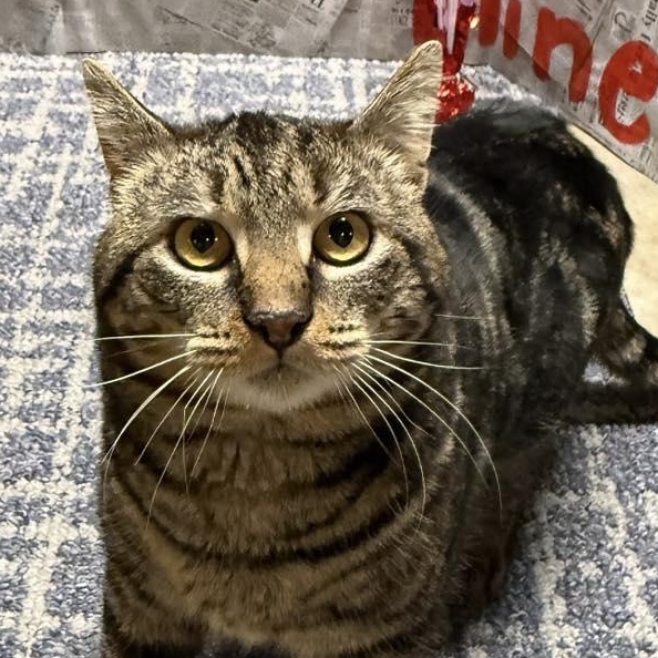 Enlarge Bob (Bobcat), a ADOPTABLE Domestic Short Hair in LEETONIA, OH image 1/4