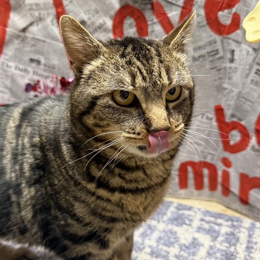 Enlarge Bob (Bobcat), a ADOPTABLE Domestic Short Hair in LEETONIA, OH image 3/4