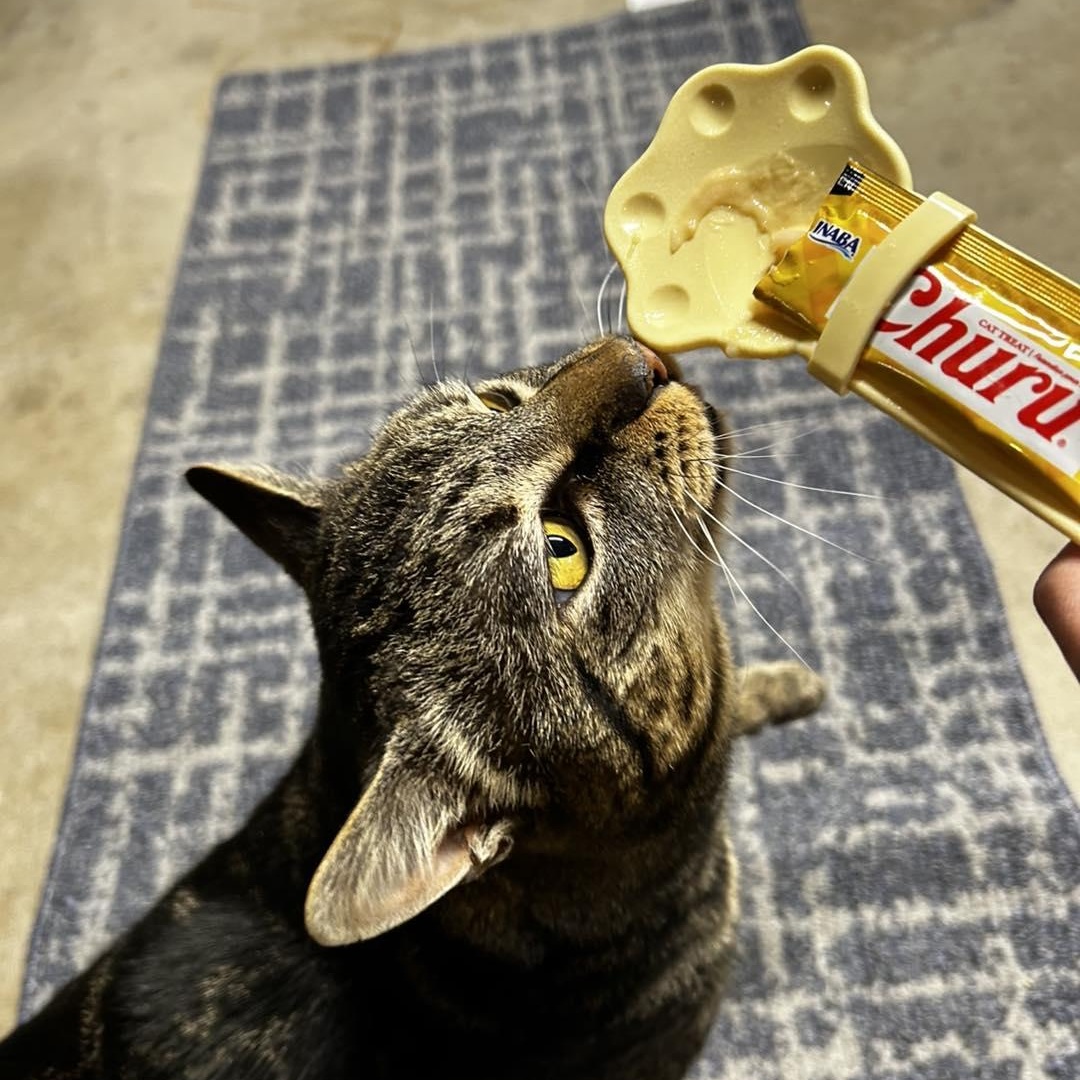 Enlarge Bob (Bobcat), a ADOPTABLE Domestic Short Hair in LEETONIA, OH image 4/4