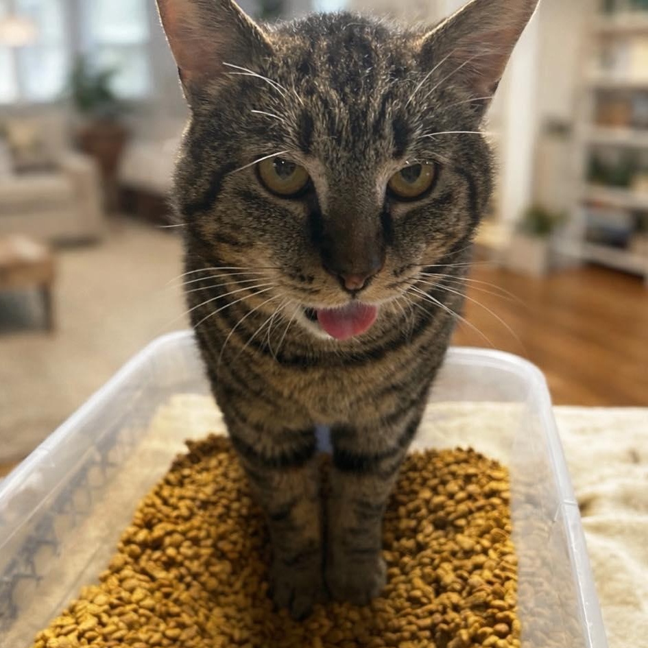 Bob (Bobcat), a ADOPTABLE Domestic Short Hair in LEETONIA, OH image 3/4