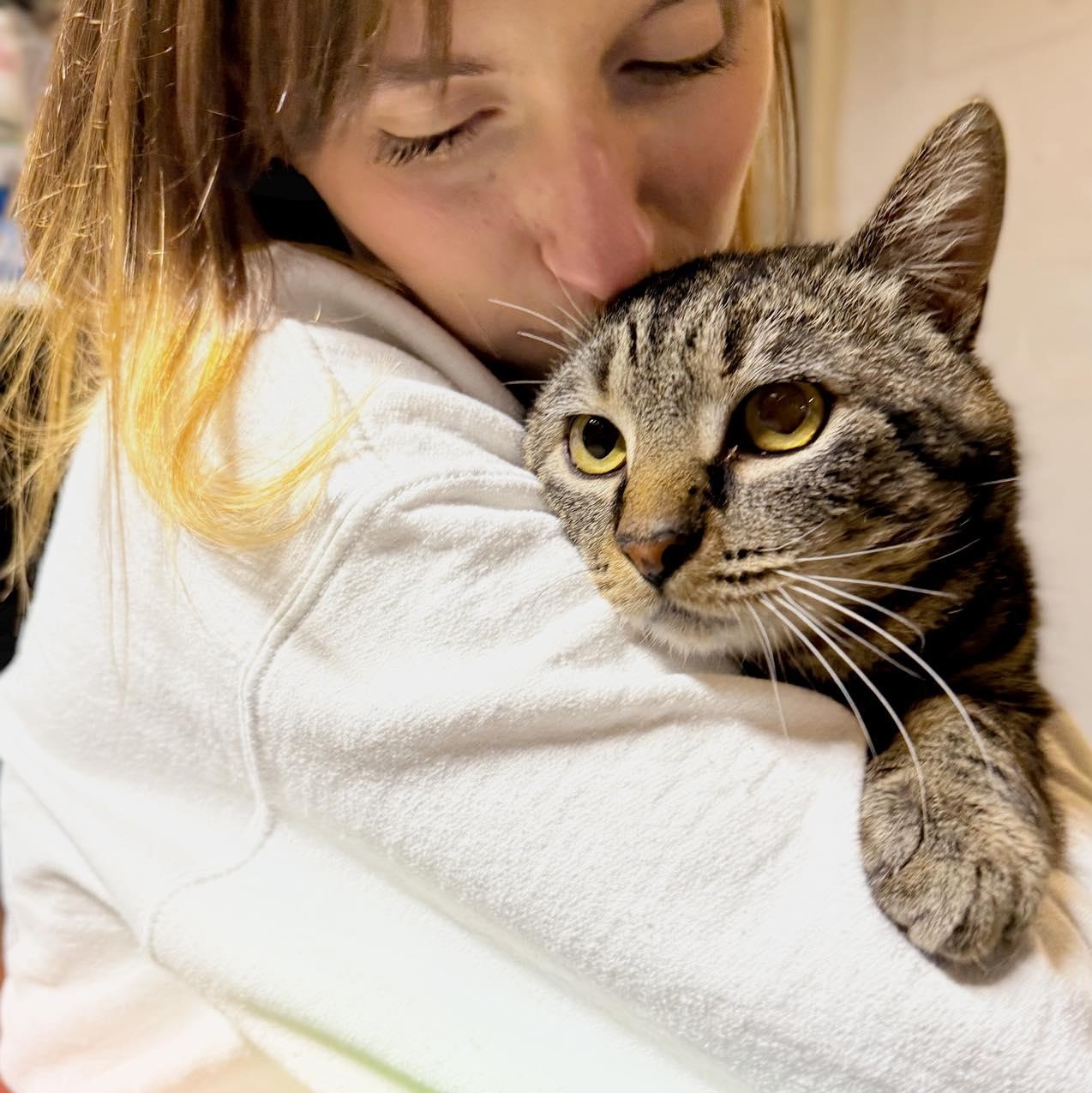 Bob (Bobcat), ADOPTABLE, Adult Male Domestic Short Hair.