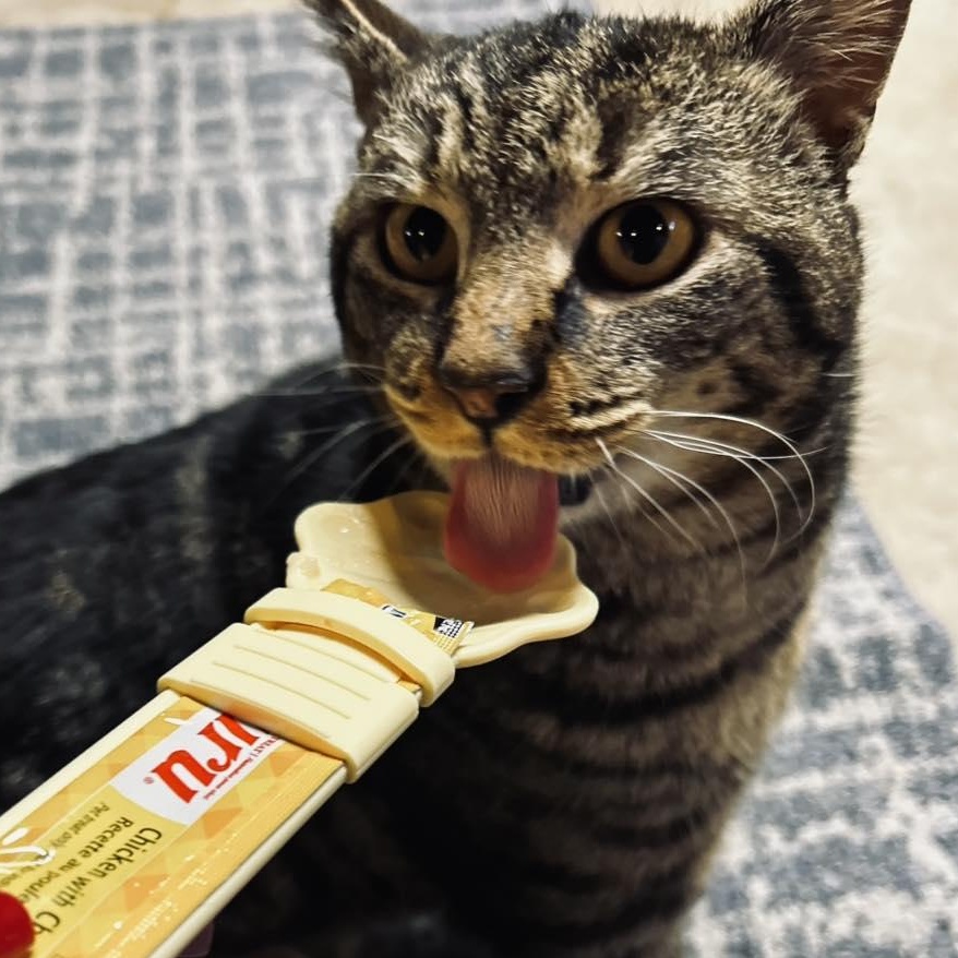 Enlarge Bob (Bobcat), a ADOPTABLE Domestic Short Hair in LEETONIA, OH image 2/4