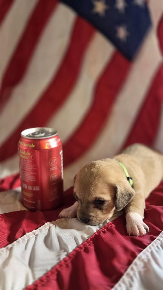 Enlarge Alexander Hamilton, a Adoptable mixed breed in Spokane, WA image 2/4