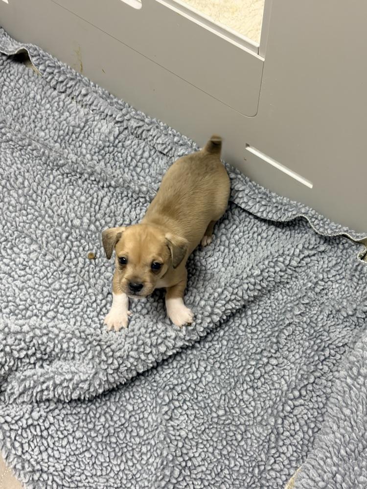 Enlarge Alexander Hamilton, a Adoptable mixed breed in Spokane, WA image 4/6
