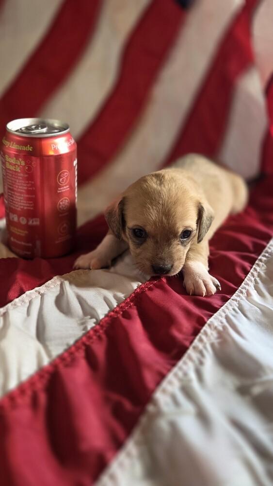 Enlarge Alexander Hamilton, a Adoptable mixed breed in Spokane, WA image 3/4
