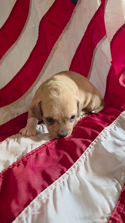 Enlarge Alexander Hamilton, a Adoptable mixed breed in Spokane, WA video 4/4