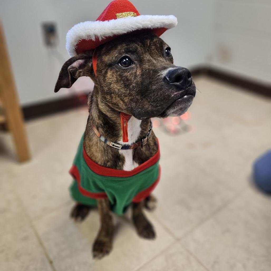 Snoop-Budgie, Adoptable, Young Male Boxer & English Bulldog.