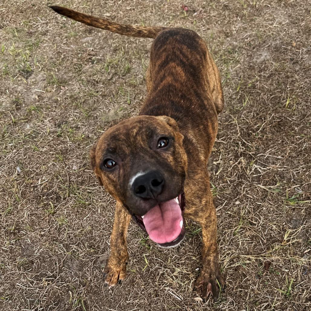 Snoop-Budgie, a Adoptable mixed breed in Valdosta , GA image 2/6