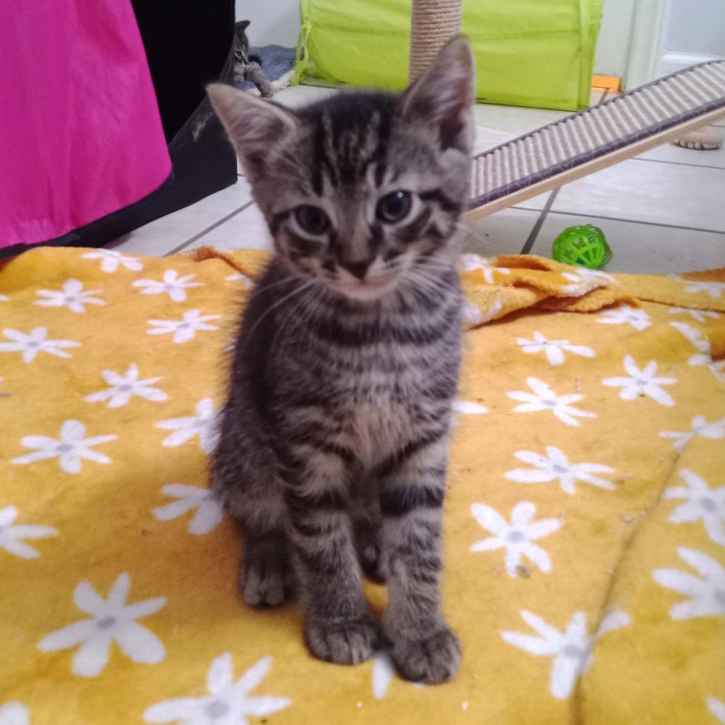 Triscuit, Adoptable, Young Male Domestic Short Hair.