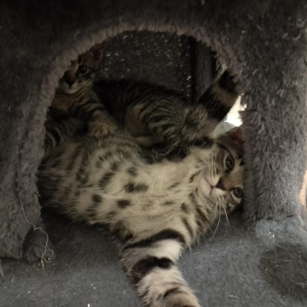 Enlarge Triscuit, a Adoptable Domestic Short Hair in Durham, NC image 2/6