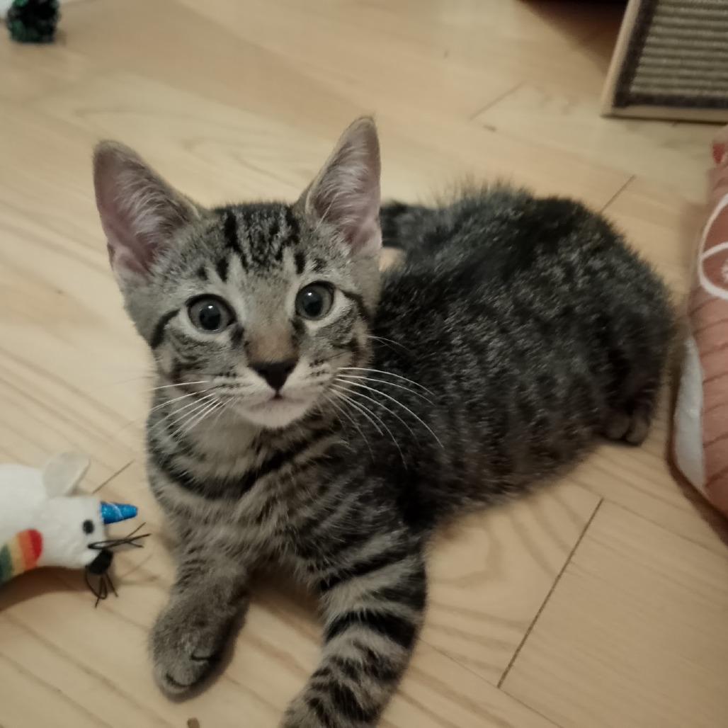 Enlarge Triscuit, a Adoptable Domestic Short Hair in Durham, NC image 3/6