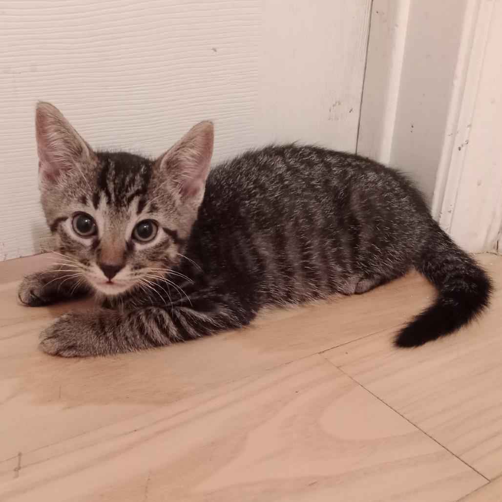 Enlarge Triscuit, a Adoptable Domestic Short Hair in Durham, NC image 4/6