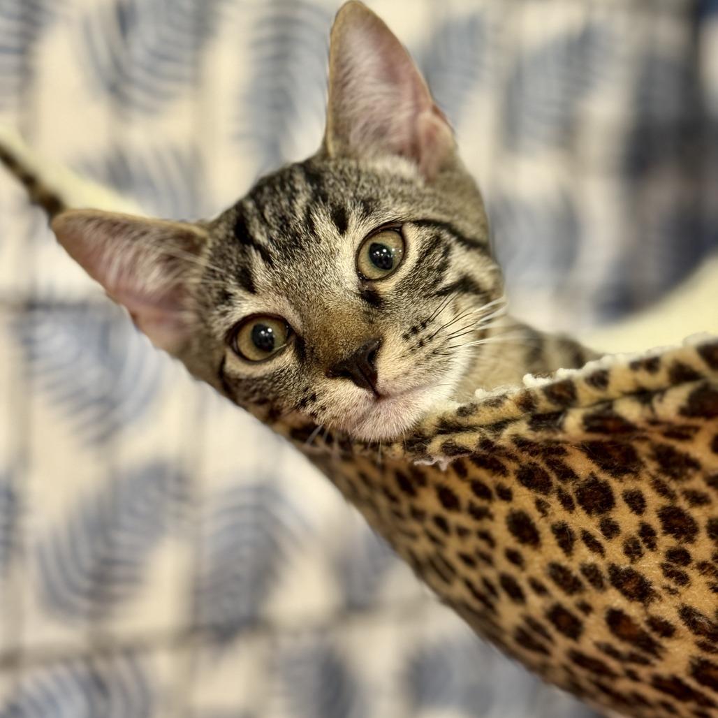 Enlarge Triscuit, a Adoptable Domestic Short Hair in Durham, NC image 6/6