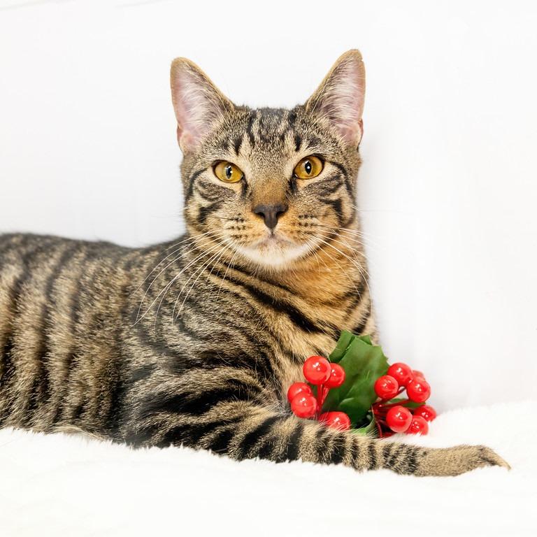 Enlarge Triscuit, a Adoptable Domestic Short Hair in Durham, NC image 6/6