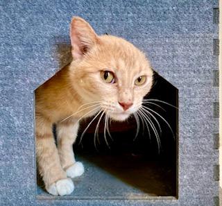 Mia, Young Female Domestic Short Hair