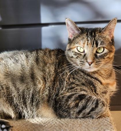 Sundae, Adoptable, Adult Female Domestic Short Hair.