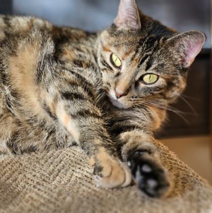 Enlarge Sundae, a Adoptable mixed breed in Atlanta, GA image 2/3