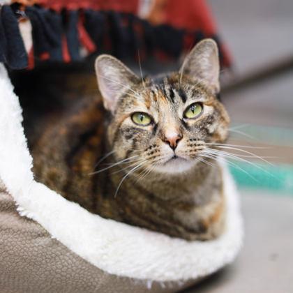 Enlarge Sundae, a Adoptable mixed breed in Atlanta, GA image 3/3