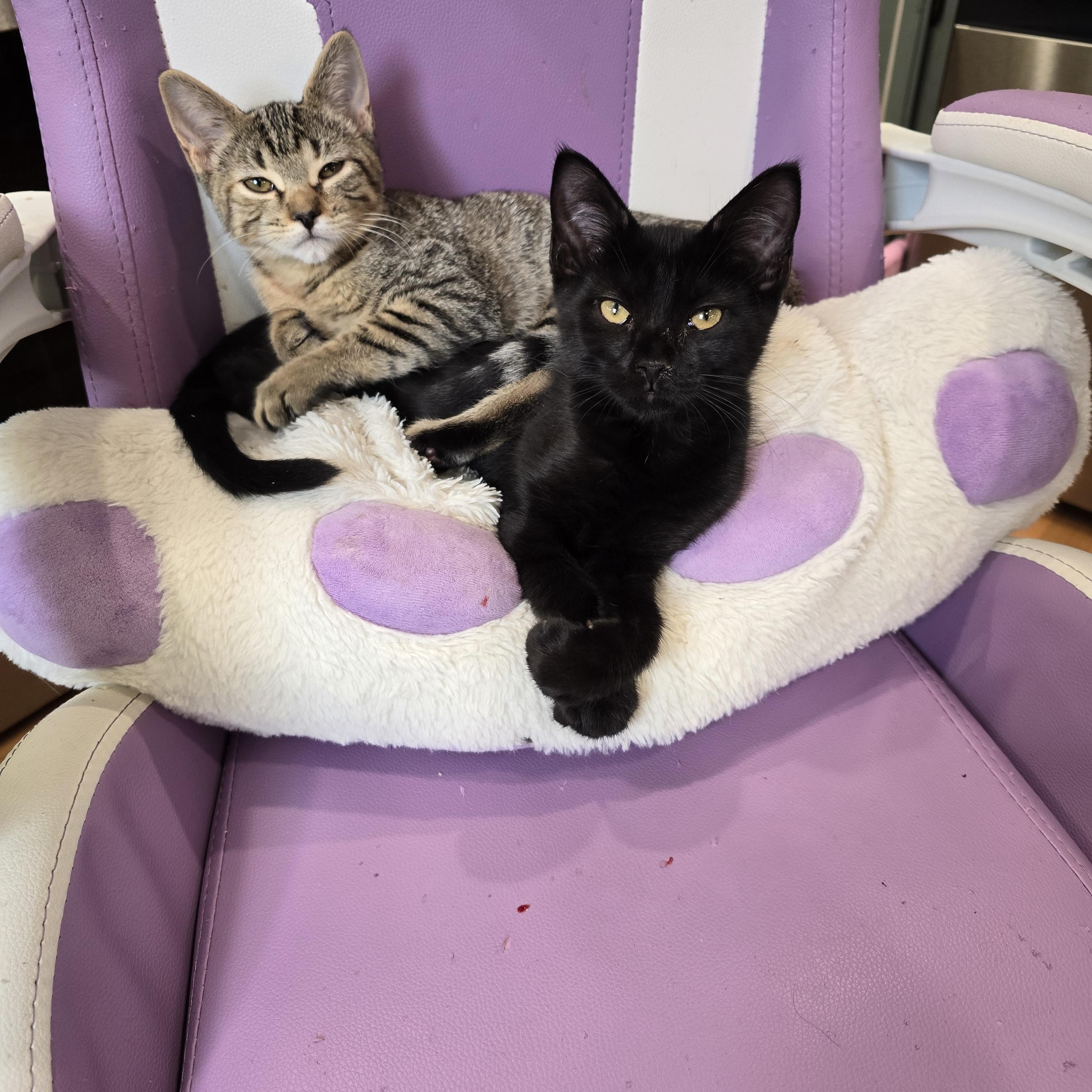 Eclipse, Adoptable, Kitten Male Domestic Medium Hair.