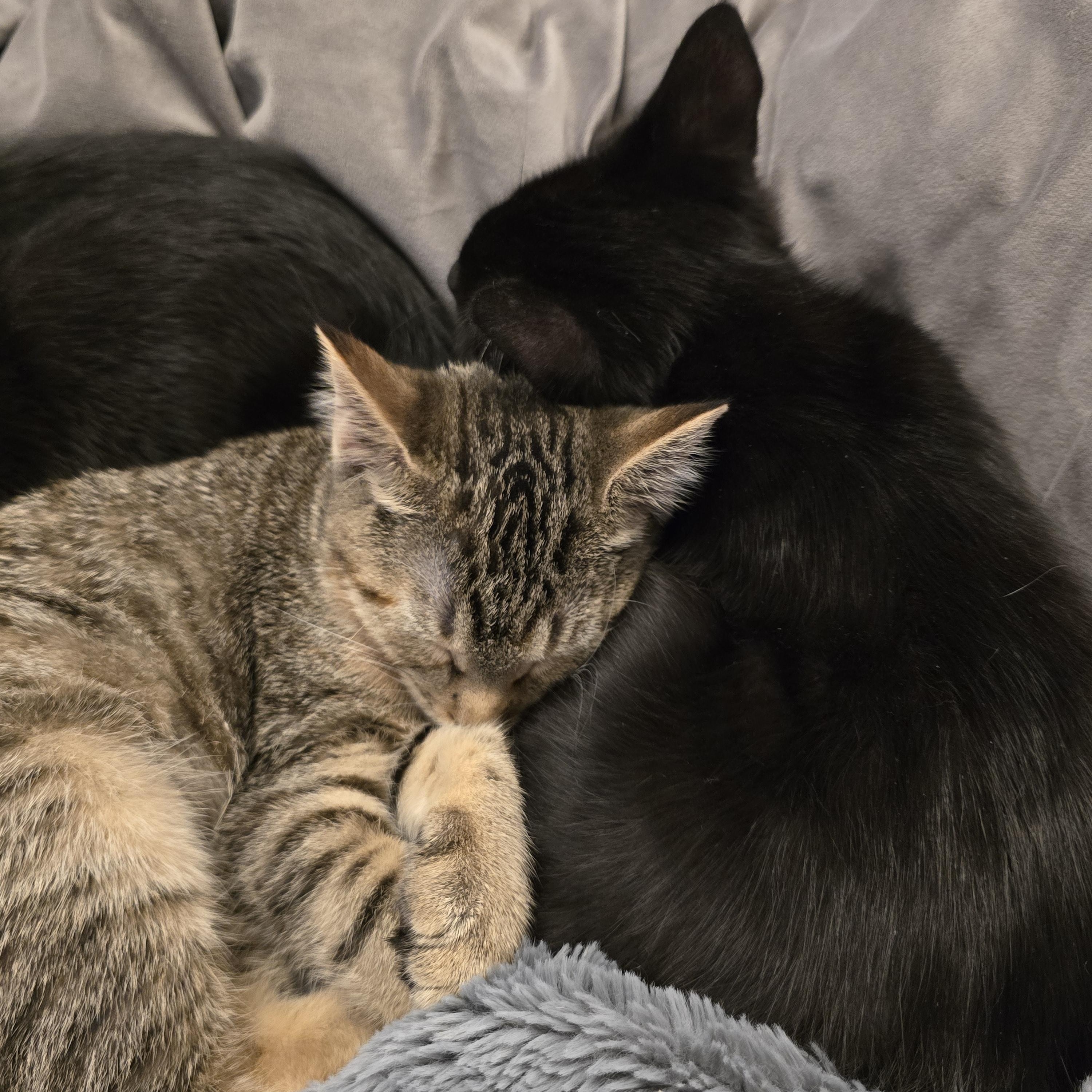 Enlarge Eclipse, a Adoptable Domestic Medium Hair in Lacey, WA image 2/6