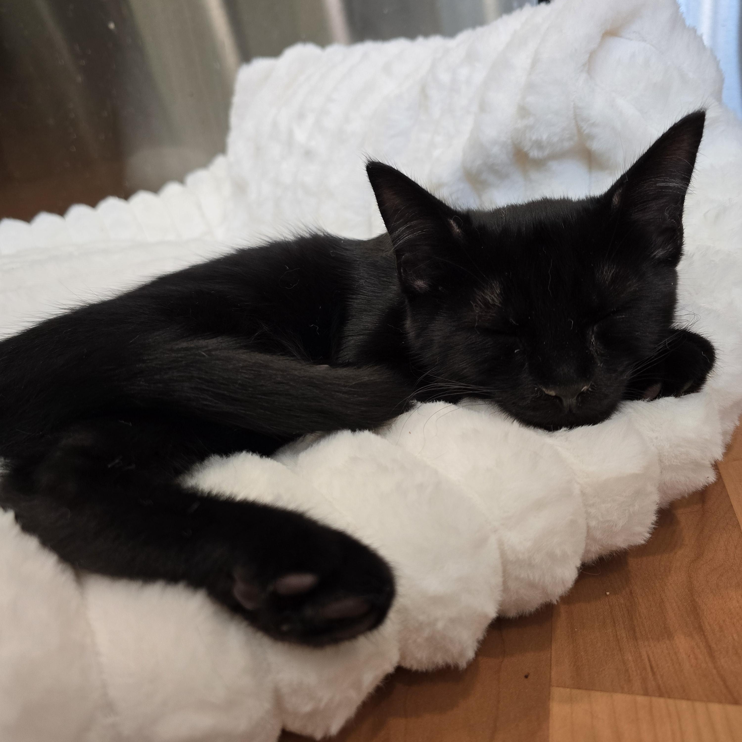 Enlarge Eclipse, a Adoptable Domestic Medium Hair in Lacey, WA image 3/6