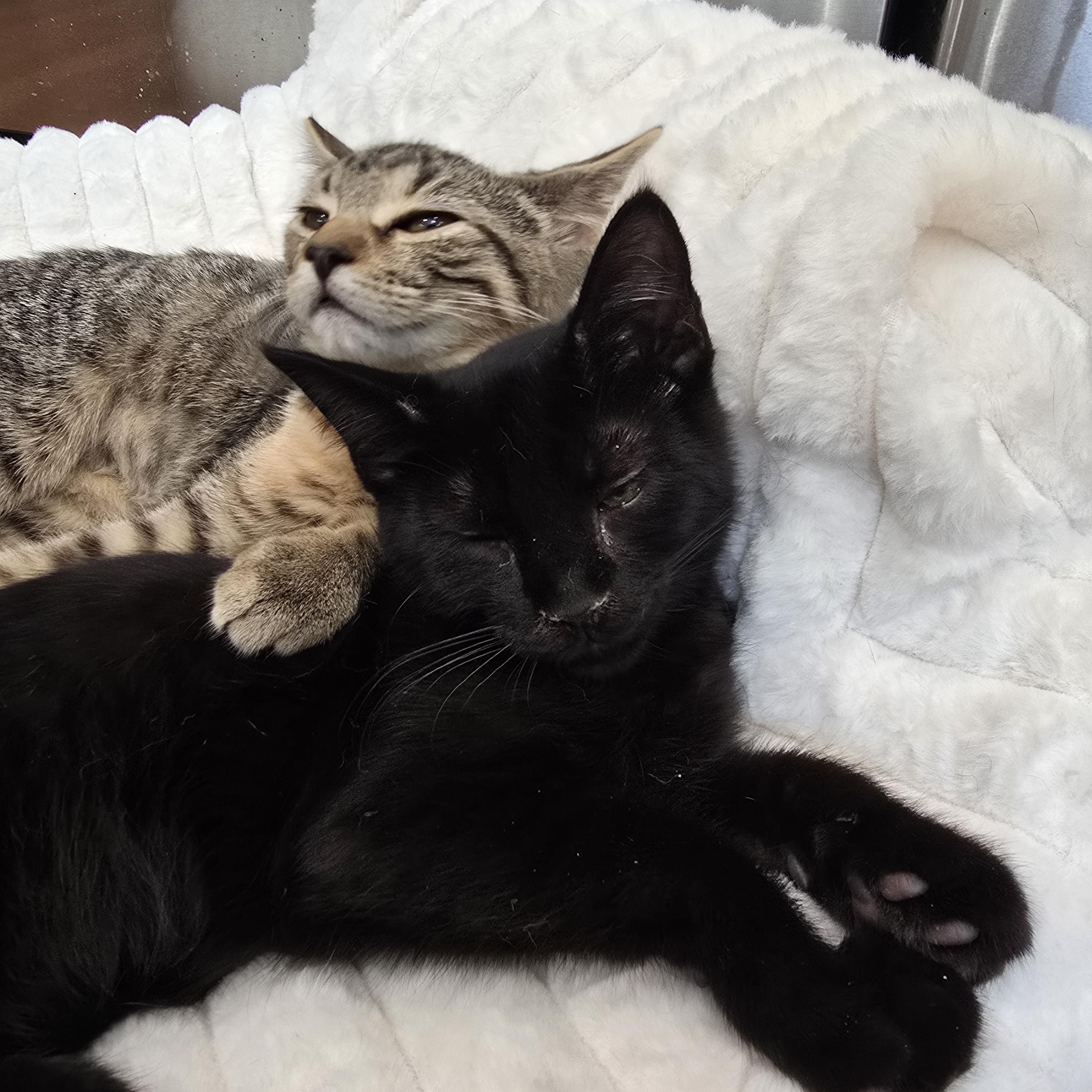 Enlarge Eclipse, a Adoptable Domestic Medium Hair in Lacey, WA image 4/6