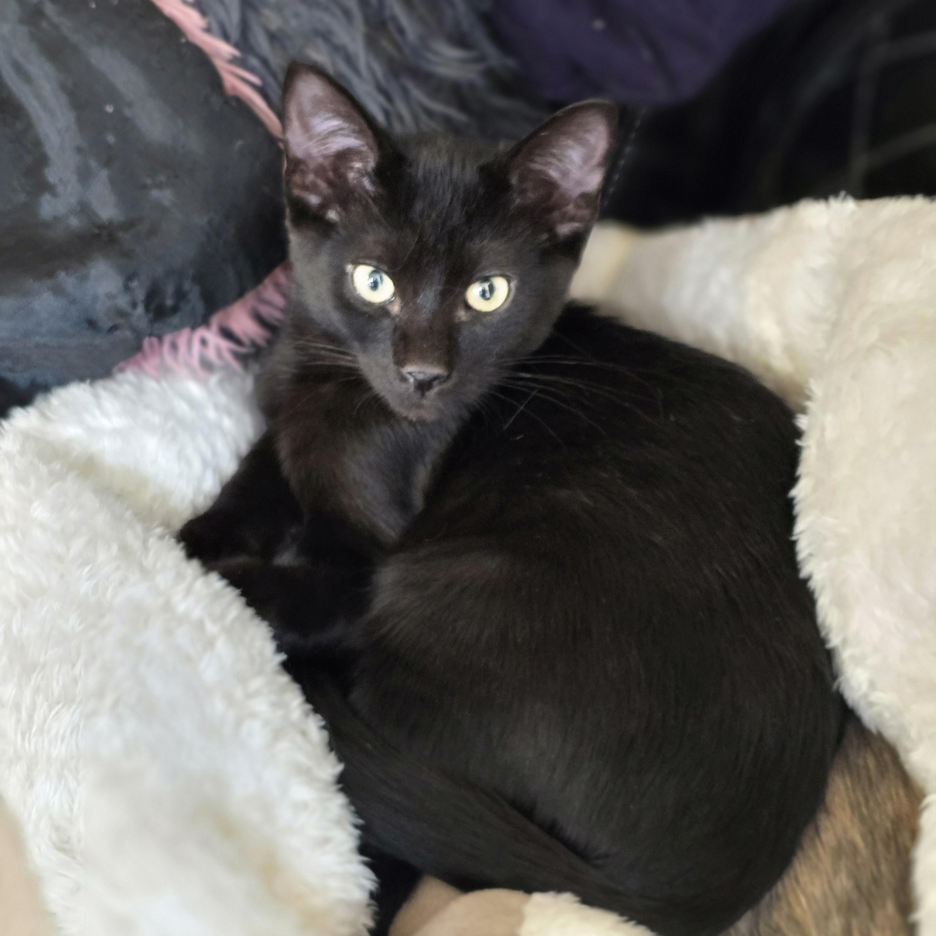 Enlarge Eclipse, a Adoptable Domestic Medium Hair in Lacey, WA image 6/6