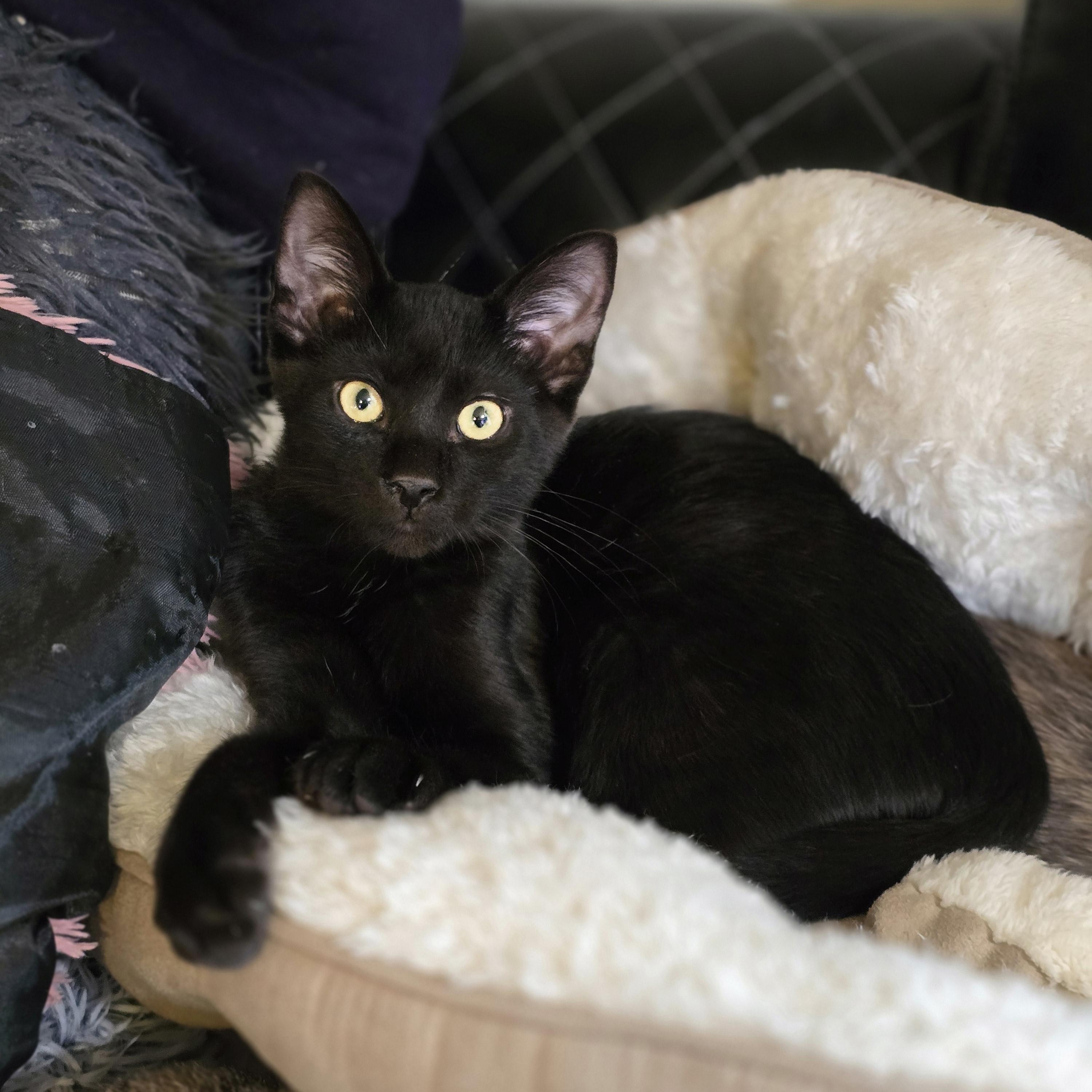 Enlarge Eclipse, a Adoptable Domestic Medium Hair in Lacey, WA image 5/6