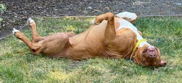 Enlarge Rex, a Adoptable mixed breed in San Francisco, CA image 5/6