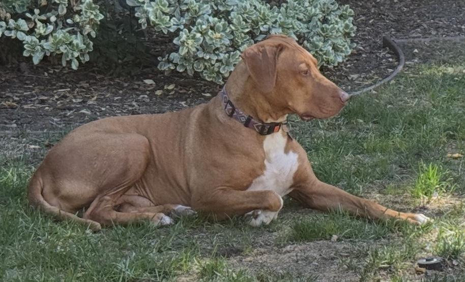 Enlarge Rex, a Adoptable mixed breed in San Francisco, CA image 4/6